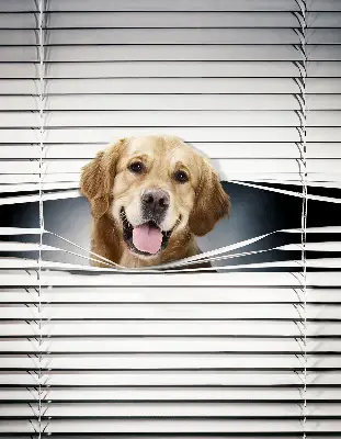 Estores de rolo interiores Cão Dourado