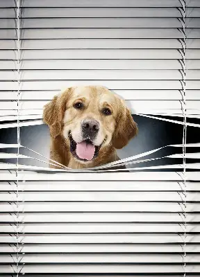 Estores de rolo interiores Cão Dourado