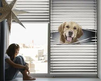 Estores de rolo interiores Cão Dourado