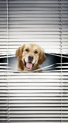 Estores de rolo interiores Cão Dourado