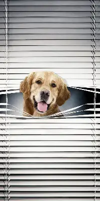 Estores de rolo interiores Cão Dourado