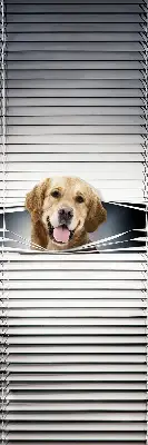 Estores de rolo interiores Cão Dourado