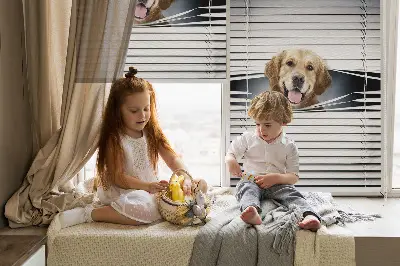 Estores de rolo interiores Cão Dourado