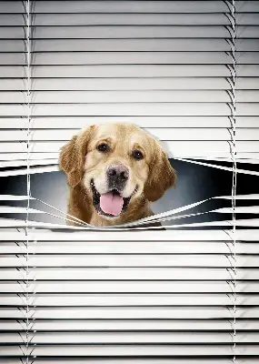 Estores de rolo interiores Cão Dourado