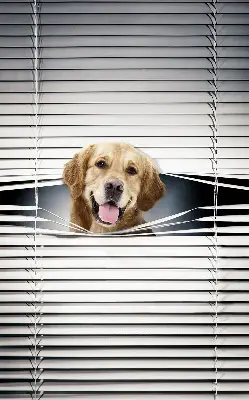 Estores de rolo interiores Cão Dourado