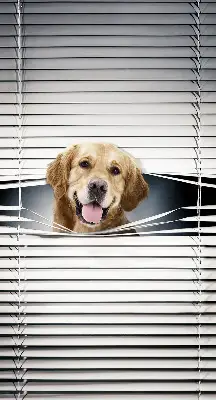 Estores de rolo interiores Cão Dourado