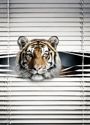 Estores de rolo para porta de varanda Tigre