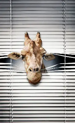Estores de rolo interiores para janela Girafa
