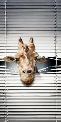 Estores de rolo interiores para janela Girafa