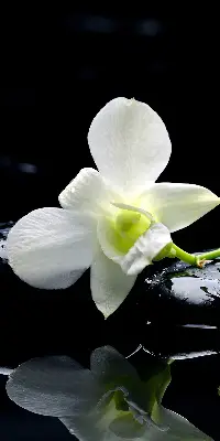 Estores de rolo interiores blackout Orquídeas e elegância