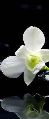 Estores de rolo interiores blackout Orquídeas e elegância