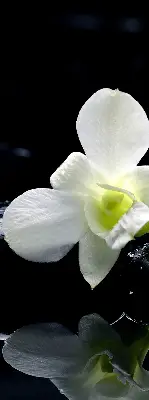 Estores de rolo interiores blackout Orquídeas e elegância