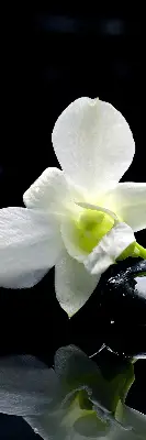 Estores de rolo interiores blackout Orquídeas e elegância