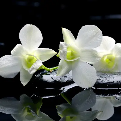 Estores de rolo interiores blackout Orquídeas e elegância