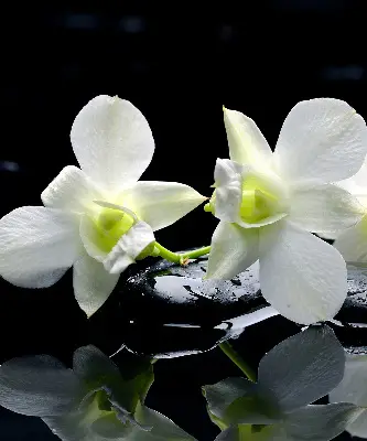 Estores de rolo interiores blackout Orquídeas e elegância
