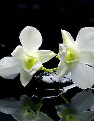 Estores de rolo interiores blackout Orquídeas e elegância