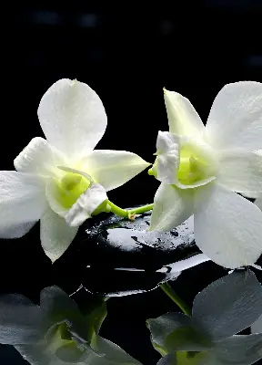 Estores de rolo interiores blackout Orquídeas e elegância