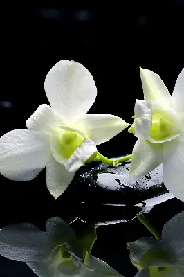 Estores de rolo interiores blackout Orquídeas e elegância