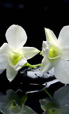 Estores de rolo interiores blackout Orquídeas e elegância