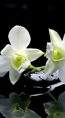 Estores de rolo interiores blackout Orquídeas e elegância