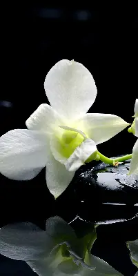 Estores de rolo interiores blackout Orquídeas e elegância
