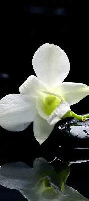 Estores de rolo interiores blackout Orquídeas e elegância