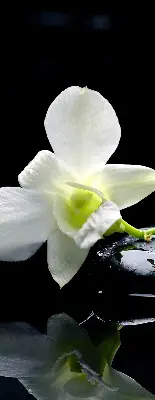 Estores de rolo interiores blackout Orquídeas e elegância