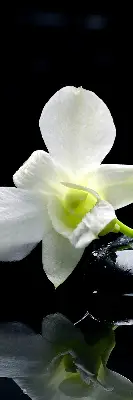 Estores de rolo interiores blackout Orquídeas e elegância