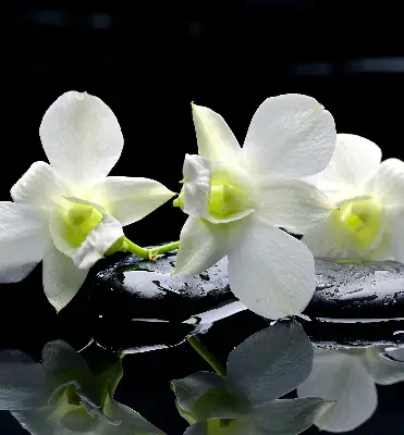 Estores de rolo interiores blackout Orquídeas e elegância