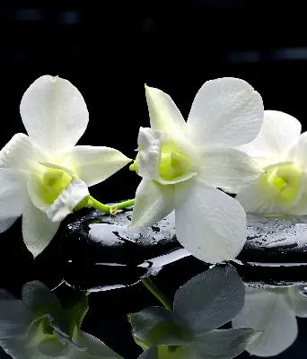 Estores de rolo interiores blackout Orquídeas e elegância
