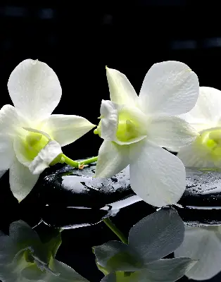 Estores de rolo interiores blackout Orquídeas e elegância