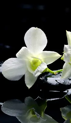 Estores de rolo interiores blackout Orquídeas e elegância