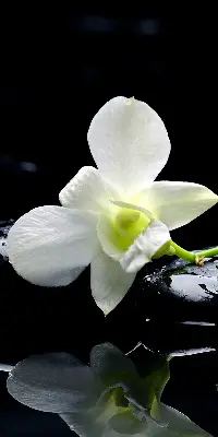 Estores de rolo interiores blackout Orquídeas e elegância
