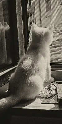 Estores de rolo interiores blackout para janela Gatos na janela