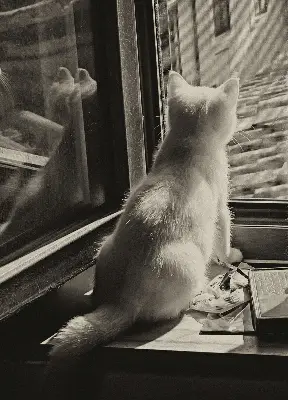 Estores de rolo interiores blackout para janela Gatos na janela