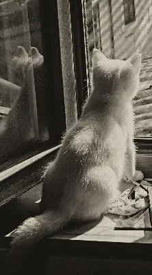 Estores de rolo interiores blackout para janela Gatos na janela
