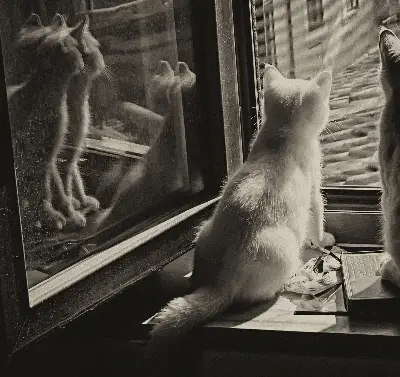 Estores de rolo interiores blackout para janela Gatos na janela
