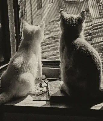 Estores de rolo interiores blackout para janela Gatos na janela