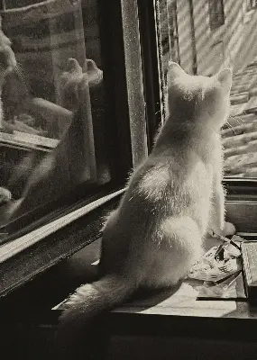 Estores de rolo interiores blackout para janela Gatos na janela