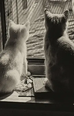 Estores de rolo interiores blackout para janela Gatos na janela
