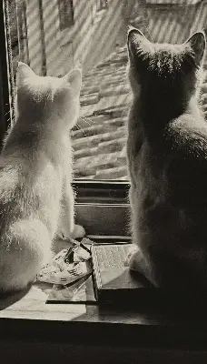 Estores de rolo interiores blackout para janela Gatos na janela