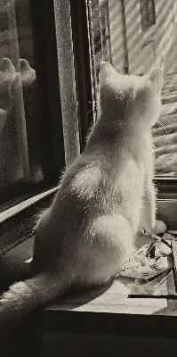 Estores de rolo interiores blackout para janela Gatos na janela