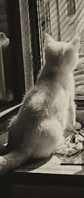 Estores de rolo interiores blackout para janela Gatos na janela