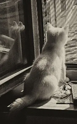 Estores de rolo interiores blackout para janela Gatos na janela