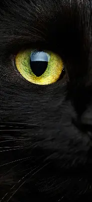 Estores de rolo interiores blackout para janela Olhos de gato