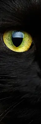 Estores de rolo interiores blackout para janela Olhos de gato