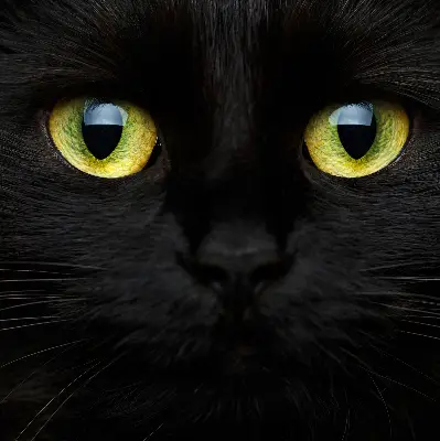 Estores de rolo interiores blackout para janela Olhos de gato