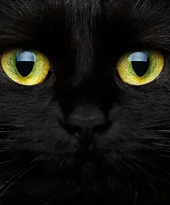 Estores de rolo interiores blackout para janela Olhos de gato