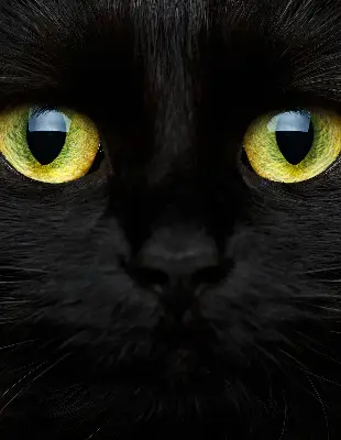 Estores de rolo interiores blackout para janela Olhos de gato