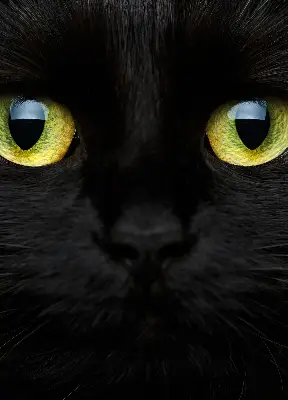 Estores de rolo interiores blackout para janela Olhos de gato